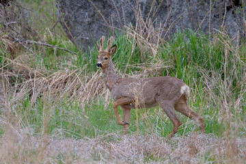 Roe deer (Capreolus capreolus) male in the grass field.
