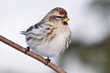 Common redpoll (Acanthis flammea) in winter.