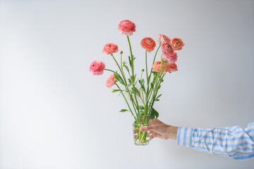 Close-up of a bouquet of pale pink ranunculus in hand with blue clothes