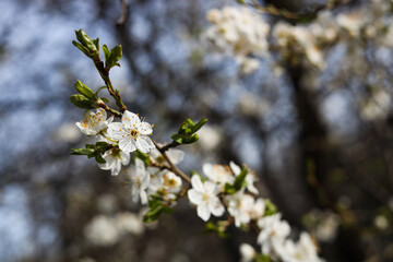Closeup view of beautiful blossoming plum tree outdoors