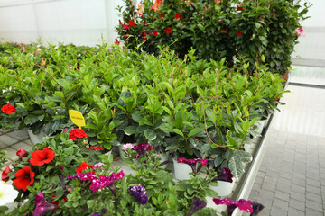 Beautiful potted dipladenia plants and petunias on table in garden center