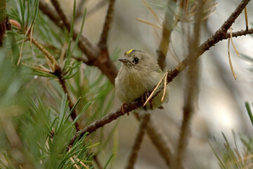 Goldcrest (Regulus regulus) in the forest looking for food.