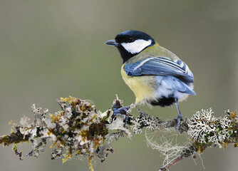 Great tit (Parus major) sitting on a branch in the forest.
