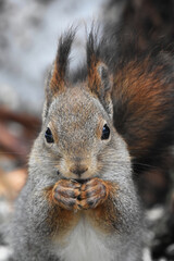 Fototapeta premium Red squirrel (Sciurus vulgaris) feeding closeup.