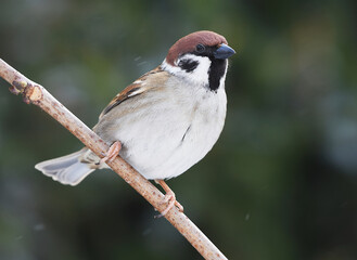 Eurasian tree sparrow (Passer montanus) sitting on a branch in light snowfall.