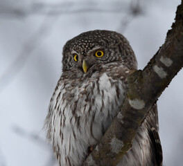 Eurasian pygmy owl (Glaucidium passerinum) closeup.