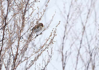 Common redpoll (Acanthis flammea) in a bush in winter.