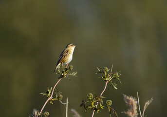 Sedge warbler (Acrocephalus schoenobaenus) singing.