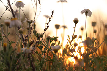 Beautiful chamomile flowers growing in spring meadow, closeup
