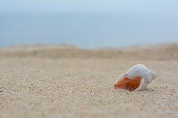 Closeup view of beautiful seashell on beach sand. Space for text