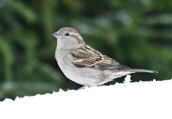 house sparrow (Passer domesticus) standing in snow.
