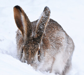 European hare (Lepus europaeus) searching for food in the snow. © Henri