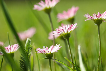 Beautiful tender daisy flowers growing outdoors, closeup