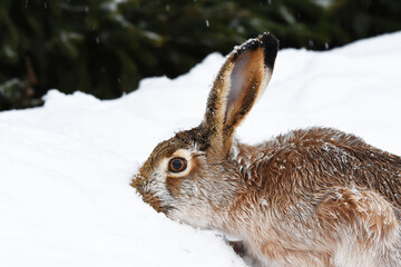 European hare (Lepus europaeus) searching for food in the snow.