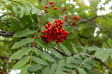 Branch with red rowan berries. Rowan fruits are used in the form of preserves, jams, jelly, tinctures..