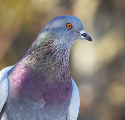 Domestic pigeon (Columba livia domestica) closeup. © Henri