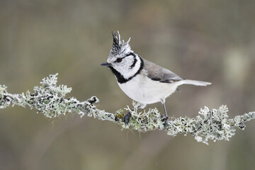 European crested tit (Lophophanes cristatus) sitting on a  branch.