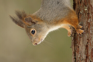 Naklejka na ściany i meble Red squirrel (Sciurus vulgaris) closeup climbing tree upside down.