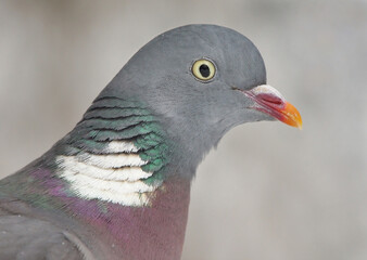 Common wood pigeon (Columba palumbus) close up.