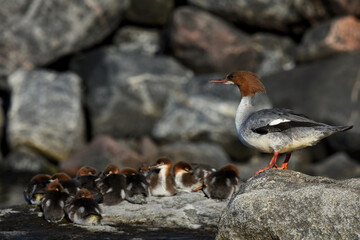 Goosander or common merganser (Mergus merganser) female looking over ducklings.