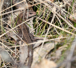 Viviparous lizard or common lizard, (Zootoca vivipara) sun basking.