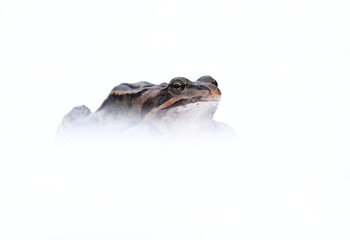 Moor frog (Rana arvalis) in the snow in early spring.