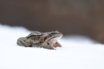 Moor frog (Rana arvalis) in the snow in early spring.