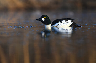 Common goldeneye (Bucephala clangula) male swimming in the river at sunrise.