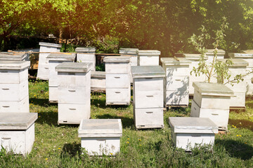 Many white bee hives at apiary on spring day