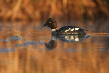 Common goldeneye (Bucephala clangula) female swimming in the river at sunrise.