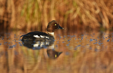 Common goldeneye (Bucephala clangula) female swimming in the river at sunrise.