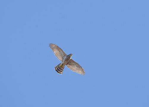 Young northern goshawk (Accipiter gentilis) flying  in the sky.