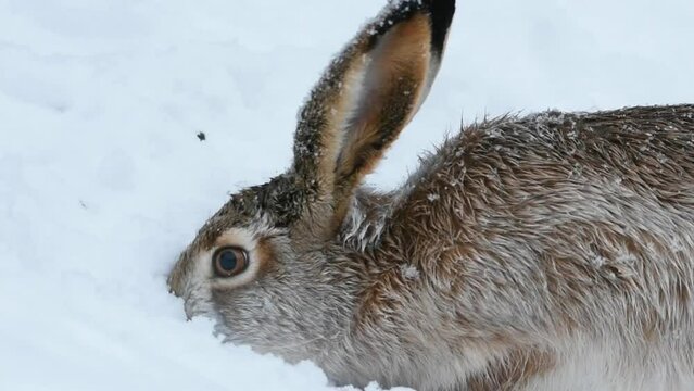 European hare (Lepus europaeus) searching food in the snow in winter.