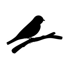 bird on a branch