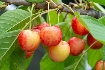 Ripe organic cherries on a branch in the garden.