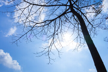 Obraz premium Isolated image of a branching tree with sky and clouds in the background with the sun shining brightly. Can be used in work related to nature or sadness.