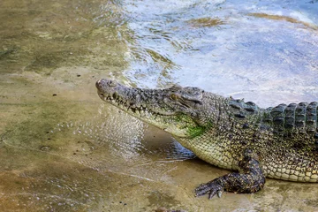 Gordijnen The salt crocodile is stay near the river © pumppump