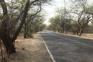 Fototapeta premium road in the forest