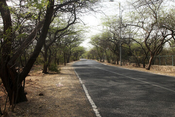 Fototapeta premium road in the forest