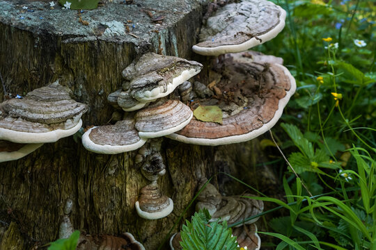 Polypores mushrooms or tree fungi on old stump, selective focus
