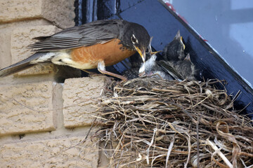 American Robins collecting food for chicks and taking food to nest for two remaining chicks. Two...