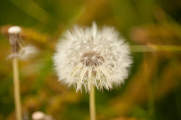 Dandelion white flower on blurred background of green grass