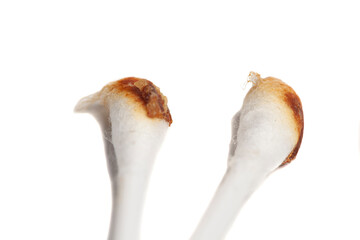 Fototapeta premium Ear wax on cotton swab isolated on white background