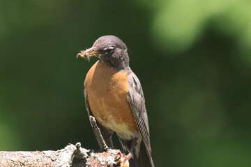 Robins in summer 