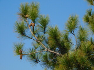 Pine Tree, tree top with bright green pine needles, small pine cones on the branches against a clear beautiful blue sky