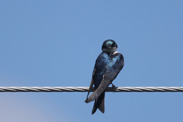 Trhee swallow hunting for food or having dragonflies in beak. Perching on high hydro wire on bright...