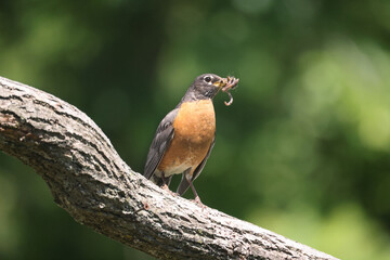 American Robins collecting food for chicks and taking food to nest for two remaining chicks. Two died from predation. Bright summer day