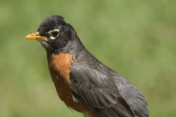 American Robins collecting food for chicks and taking food to nest for two remaining chicks. Two died from predation. Bright summer day