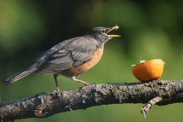 American Robins collecting food for chicks and taking food to nest for two remaining chicks. Two died from predation. Bright summer day