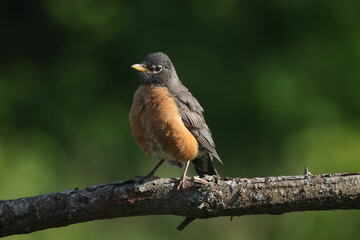 American Robins collecting food for chicks and taking food to nest for two remaining chicks. Two died from predation. Bright summer day